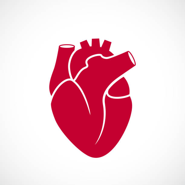 14,100+ Heart Shape Human Heart Vector Stock Illustrations