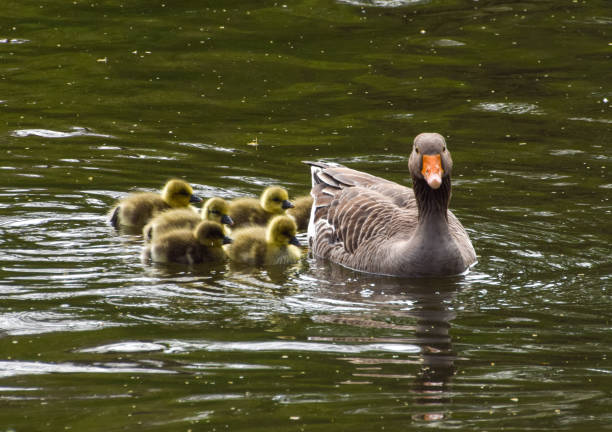 Greylag goose mother and goslings swim in a park lake in UK