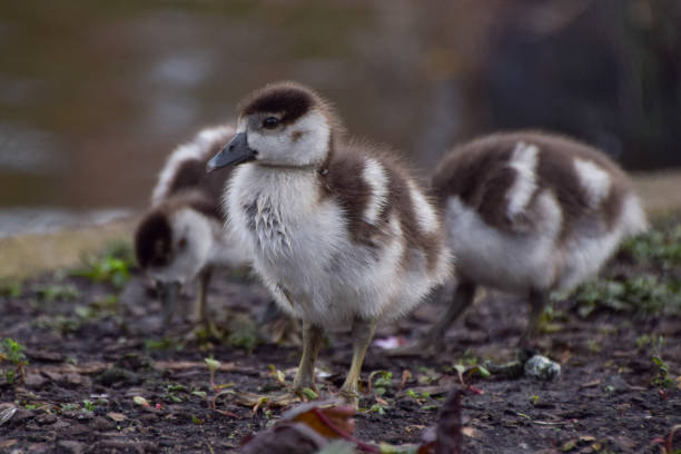 istock Egyptian goose babies in a park 2167749782