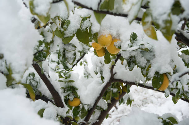 Mature lemon tree laden with ripe  fruit and covered with fresh snow following a rare winter storm in central Israel.