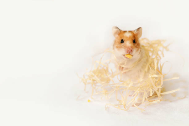 Hamsters play on rollers