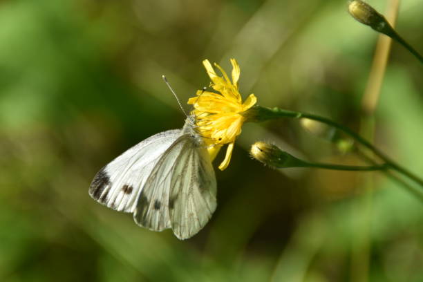 istock A Fragile Butterfly On a Flower 2167752710