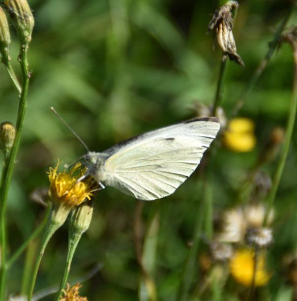 istock A Fragile Butterfly On a Flower 2167752766