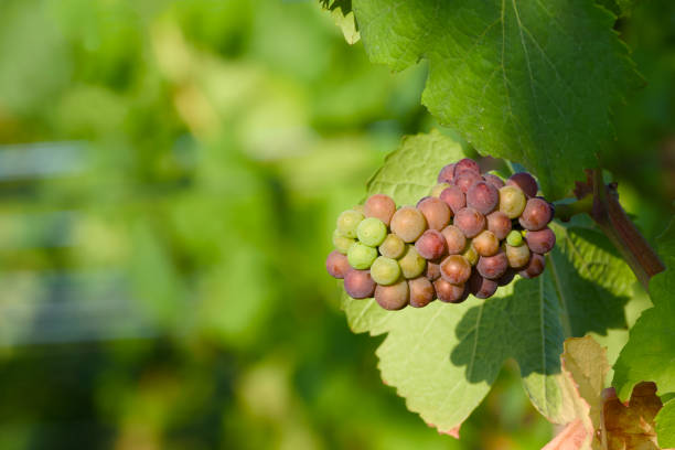 ripening bunch of grapes in the vineyard close-up