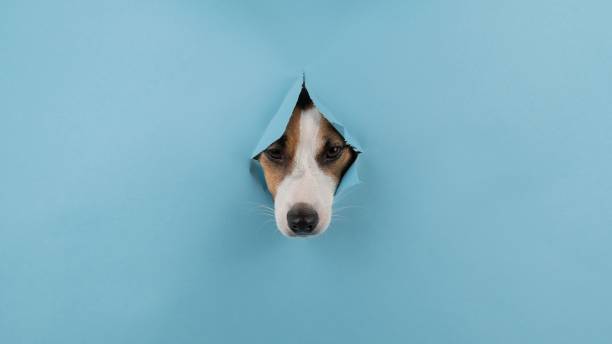 istock Dog nose from a hole in paper blue background. Copy space. 2167754088