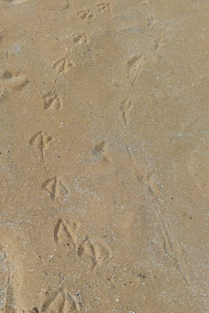 footprints left by birds on the beach