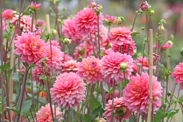 istock Pink decorative dahlia Great Silence in flower. 2167760104