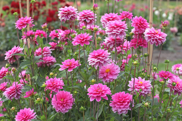 istock Pink decorative Dahlia Onesta in flower. 2167760875