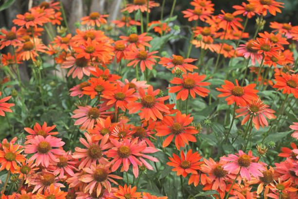 istock Echinacea coneflower Sombrero Adobe Orange in flower. 2167761753