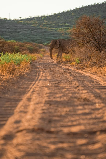 On our safari in Namibia, Africa we waited for this moment to happen