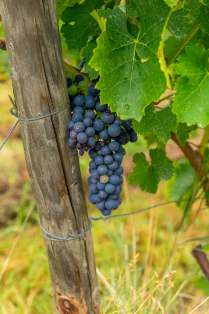 istock bunch of grapes hanging from a vine 2167762673