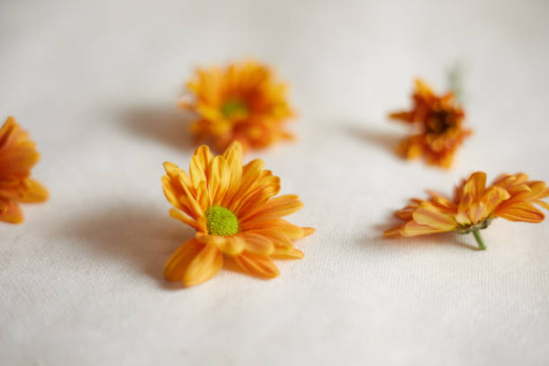 Close up Orange chrysanthemum flowers, selective focus
