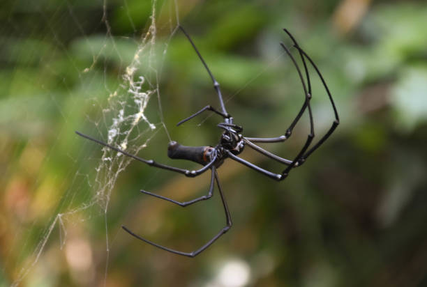 istock A matt black giant golden-orb weaver spider (Nephila pilipes) spinning its web 2167763345