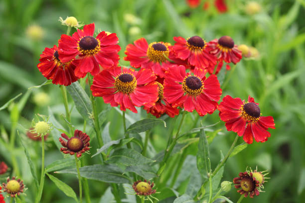 istock Bright red helenium sneezeweed Rubinzwerg in flower. 2167764114