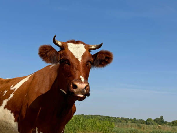 istock Brown cow grazing in field 2167764164