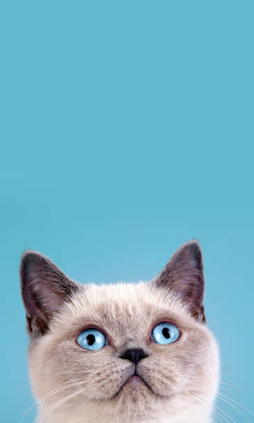 istock Portrait of cute siamese cat. Vertical image 2167764949