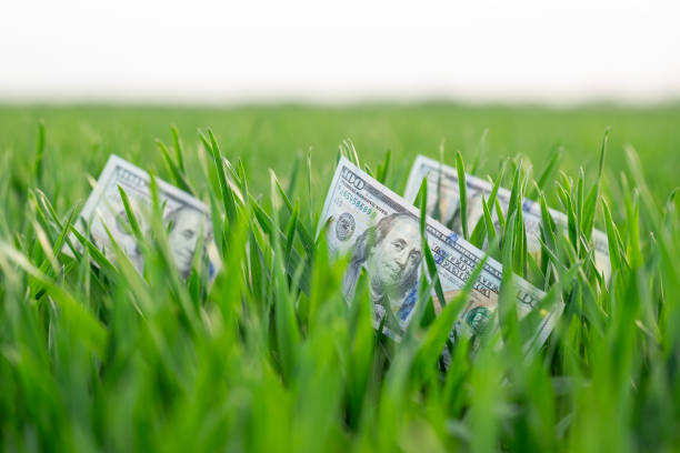 Growth of investment, savings, financial wealth, shown by laying money on the fresh green lawn as symbol