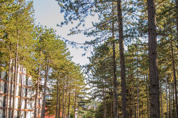 The pine trees. Forrest at summer, leisure time in nature