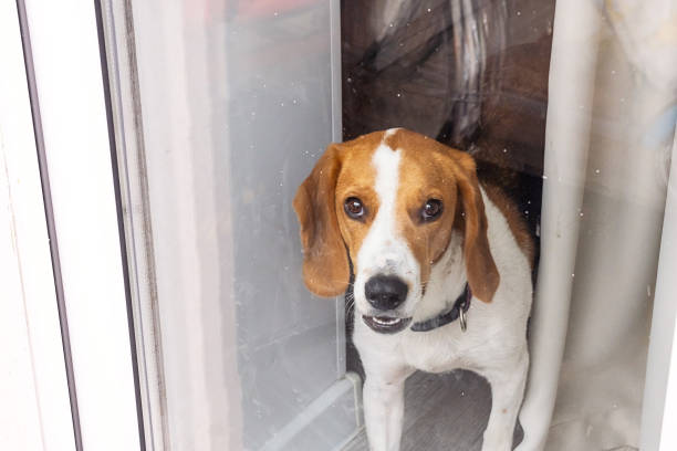istock Beagle dog looking through a glass door with curtains behind it. 2167766468