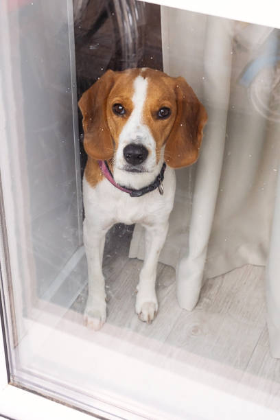istock Beagle dog looking through a glass door with curtains behind it. 2167766471