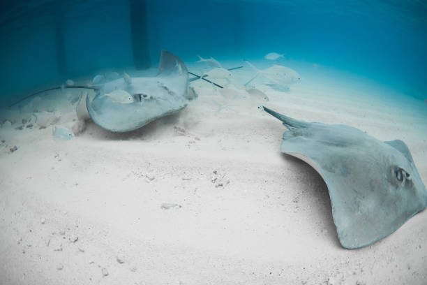 istock Stingrays swims underwater on sandy sea bottom. Sting ray fish in tropical ocean 2167767329