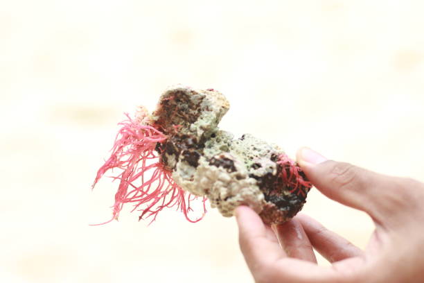 istock red seaweed and sea corral on hand. 2167769657
