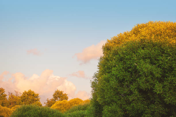 Vibrant sunset sky with lush green trees creates a serene landscape. Natural design with copy space