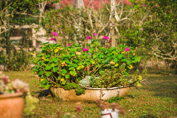Fresh flowers in bloom outside a charming English cottage in the countryside.