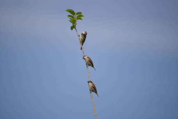 This photograph captures three sparrows delicately balanced on a thin blackberry branch. The birds’ soft brown and grey feathers contrast beautifully with the deep purple of the ripening blackberries. The sparrows appear lively, their small beaks and bright eyes full of alertness. The branch sways lightly under their weight, highlighting the fragility and harmony of nature. The background is filled with green leaves, adding depth and a sense of peaceful wilderness to the scene