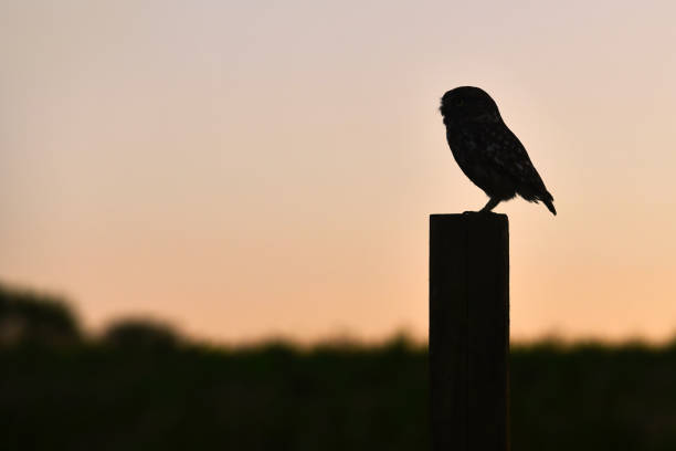 istock Little Owl Silhouette At Dusk 2167771296