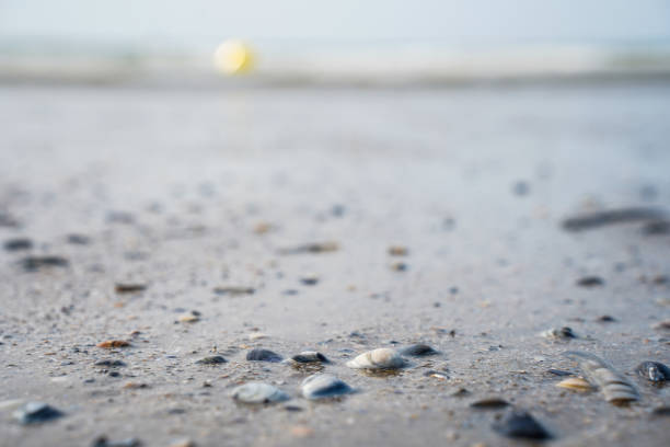 Shells at the beach Lombardsijde ,Middelkerke, Belgium.