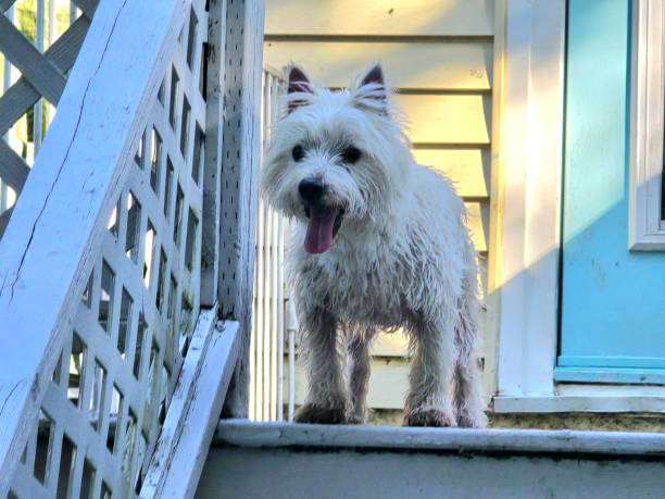 istock Happy westie looking out 2167773932