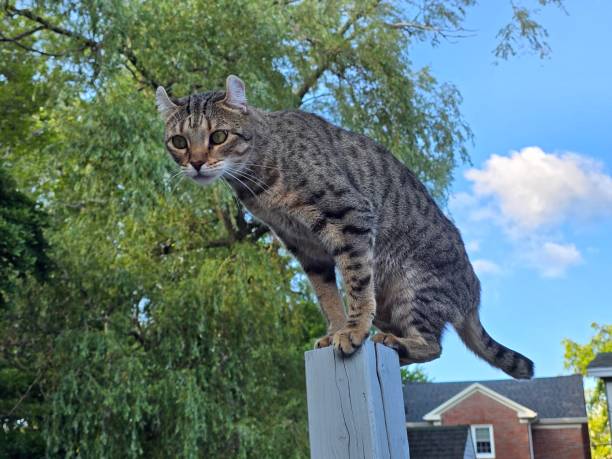 istock Highlander Cat sitting pretty on pole 2167774043