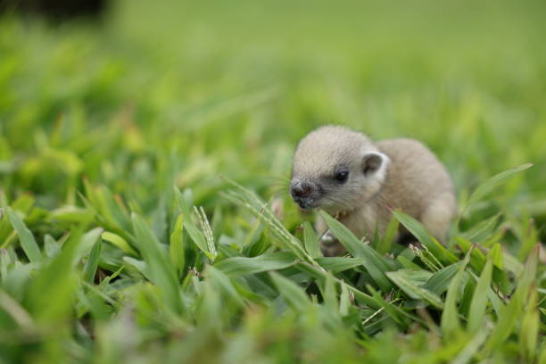 istock Baby squirrels looking out for their mother 2167774045