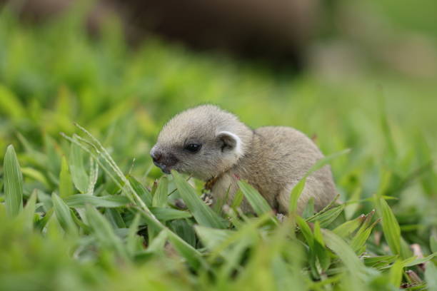 istock Baby squirrels looking out for their mother 2167774050