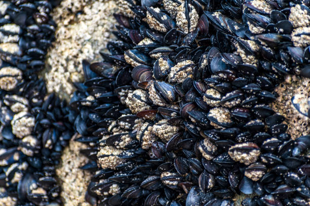istock Mussels clinging to a rock at low tide in Brittany 2167774207