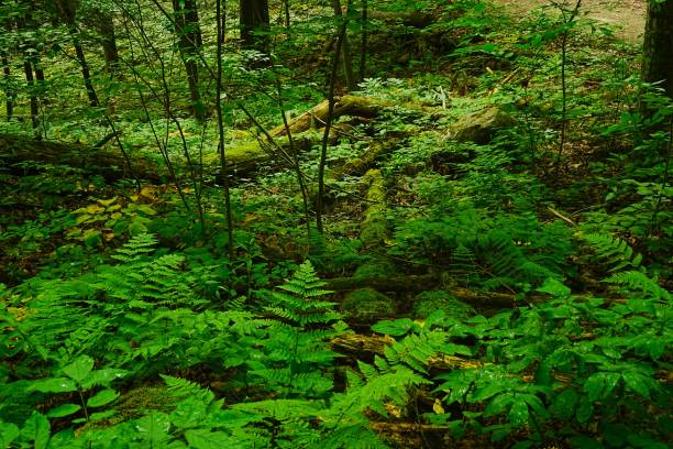 istock Robert Treman State Park New York 2167774358
