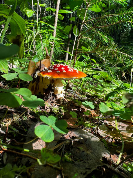 istock Mushrooms in the forest 2167775683
