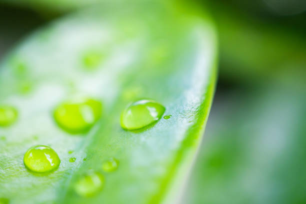 Leaf with rain droplets