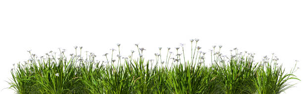 Cut out grass flowery horizontal prairie row 3d render