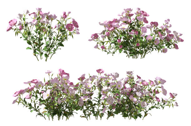 istock Bushes flowery landscape ornamental 3d rendering isolated 2167776090