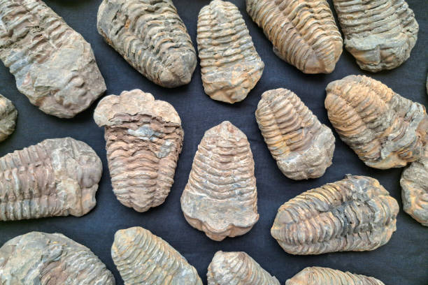 A collection of fossilized trilobites displayed on a dark background