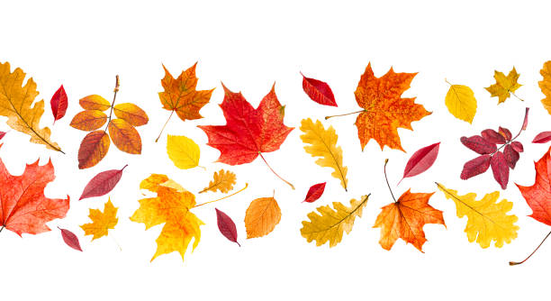 Seamless pattern of autumn leaves