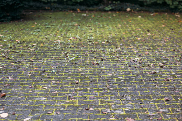 istock Paving stones with grass sprouting through cracks and joints 2167782490