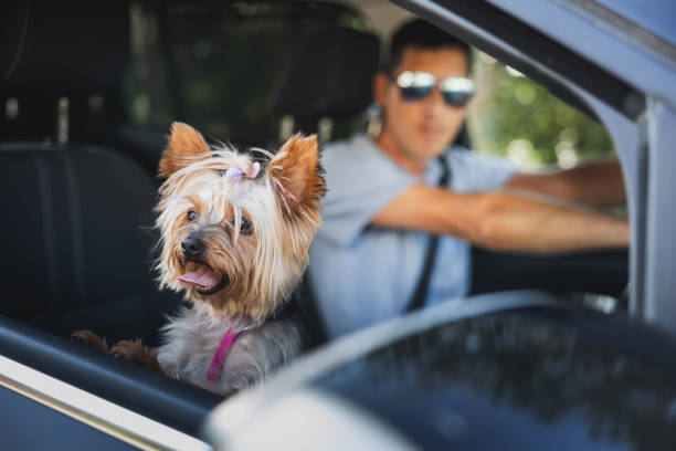 istock York Shire Terrier looking out car window with a driver in background. 2167783200