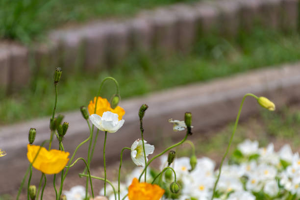 This serene photograph captures the delicate beauty of white and orange poppies gently swaying in the garden breeze. The soft focus and natural setting create a calming scene, perfect for reflecting on the simple pleasures found in nature.