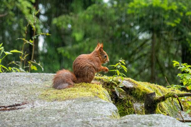 A red squirrel sits on a moss-covered rock in a forest during a light rain.  Black Forest, Germany