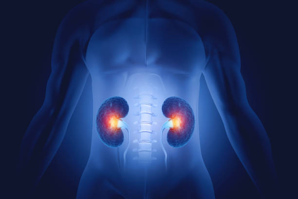 istock Human kidneys anatomy structure, kidney disease. 3d illustration 2167784582