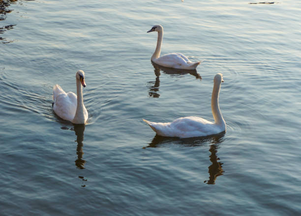 istock View of swans swimming in river 2167785111