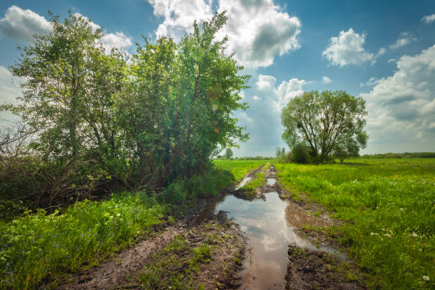 Bushes and trees by a wet dirt road, May day, eastern Poland